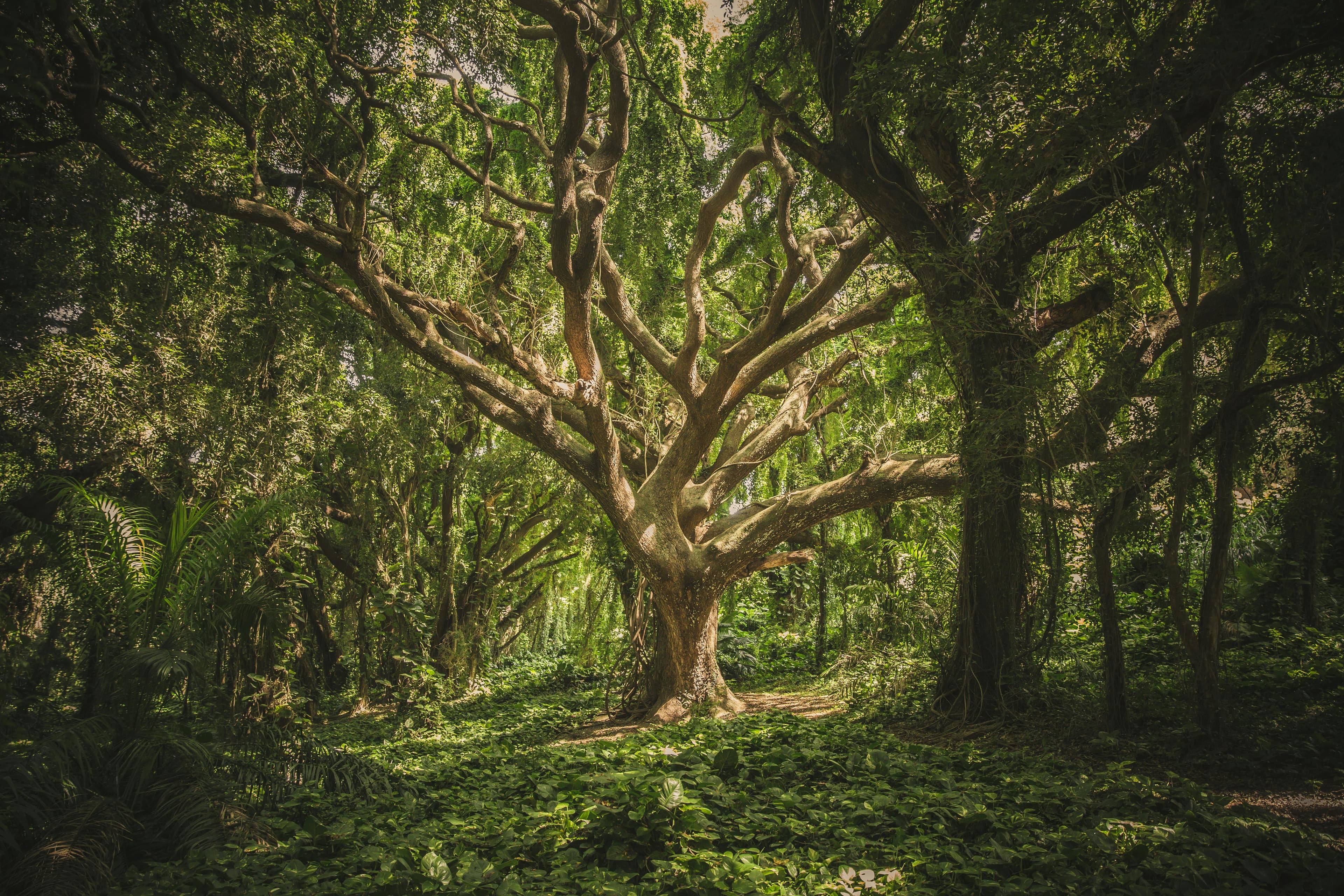 Treelancers