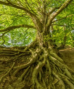 trees