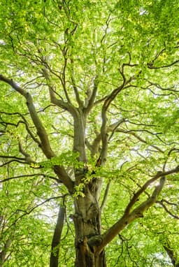 trees