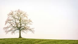 trees