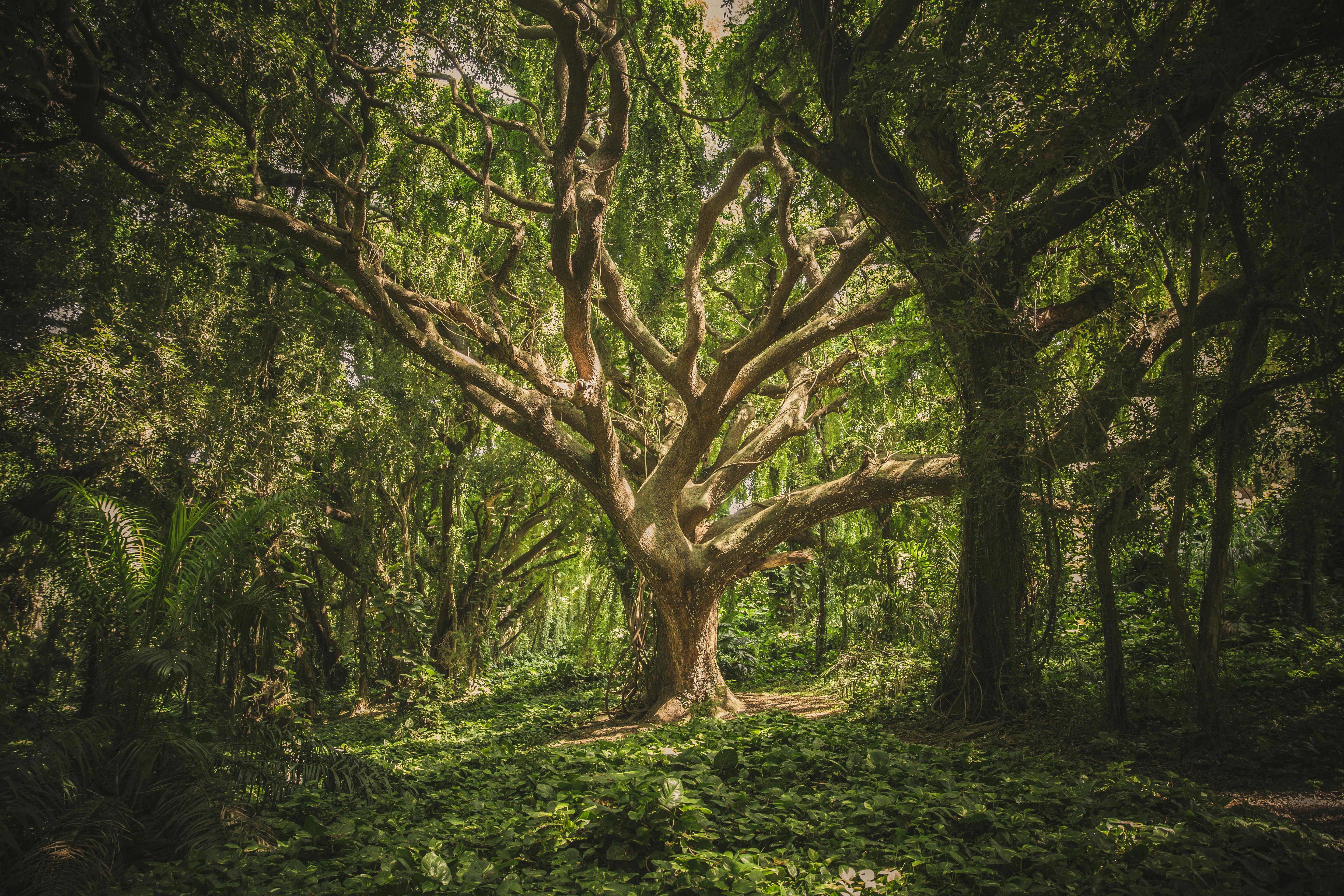 Treelancer planting a tree